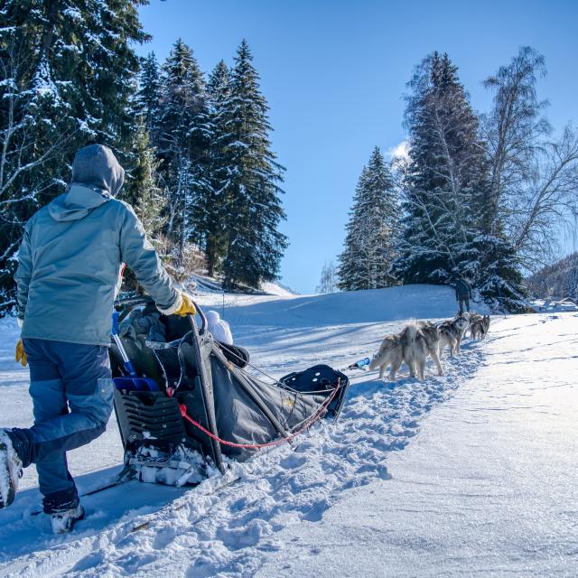 Sled dog Saint-Gervais Mont-Blanc