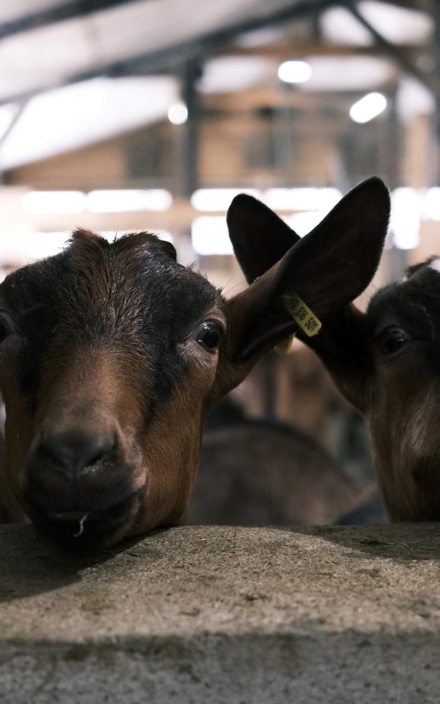 Chèvrerie du Val Montjoie