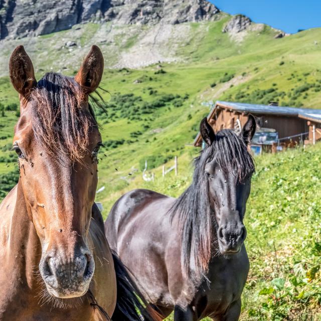 Horseback riding in Saint-Gervais Mont-Blanc